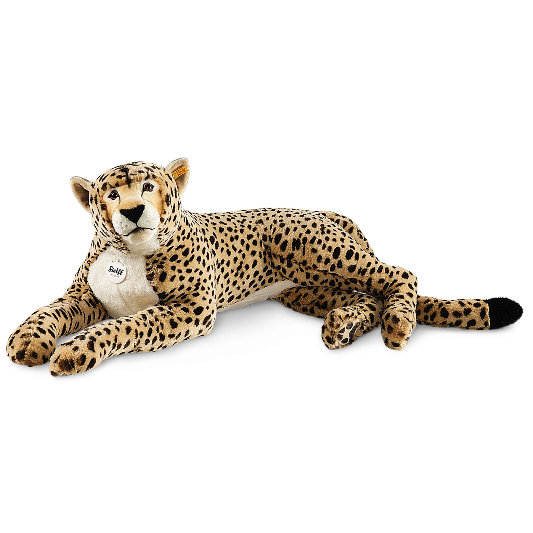 Cheetah Gepard