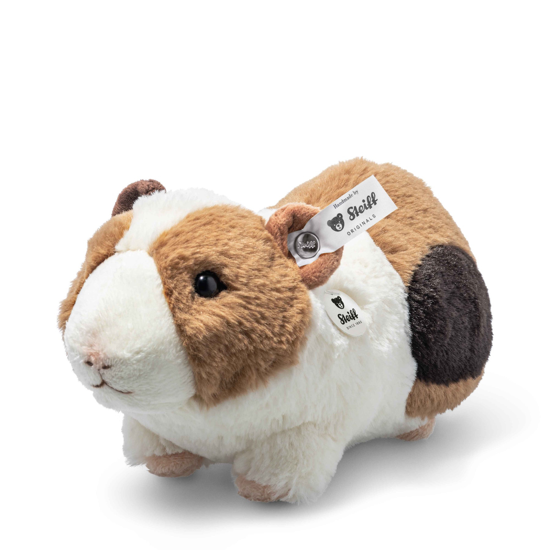 Teddy bear guinea pig for sale clearance
