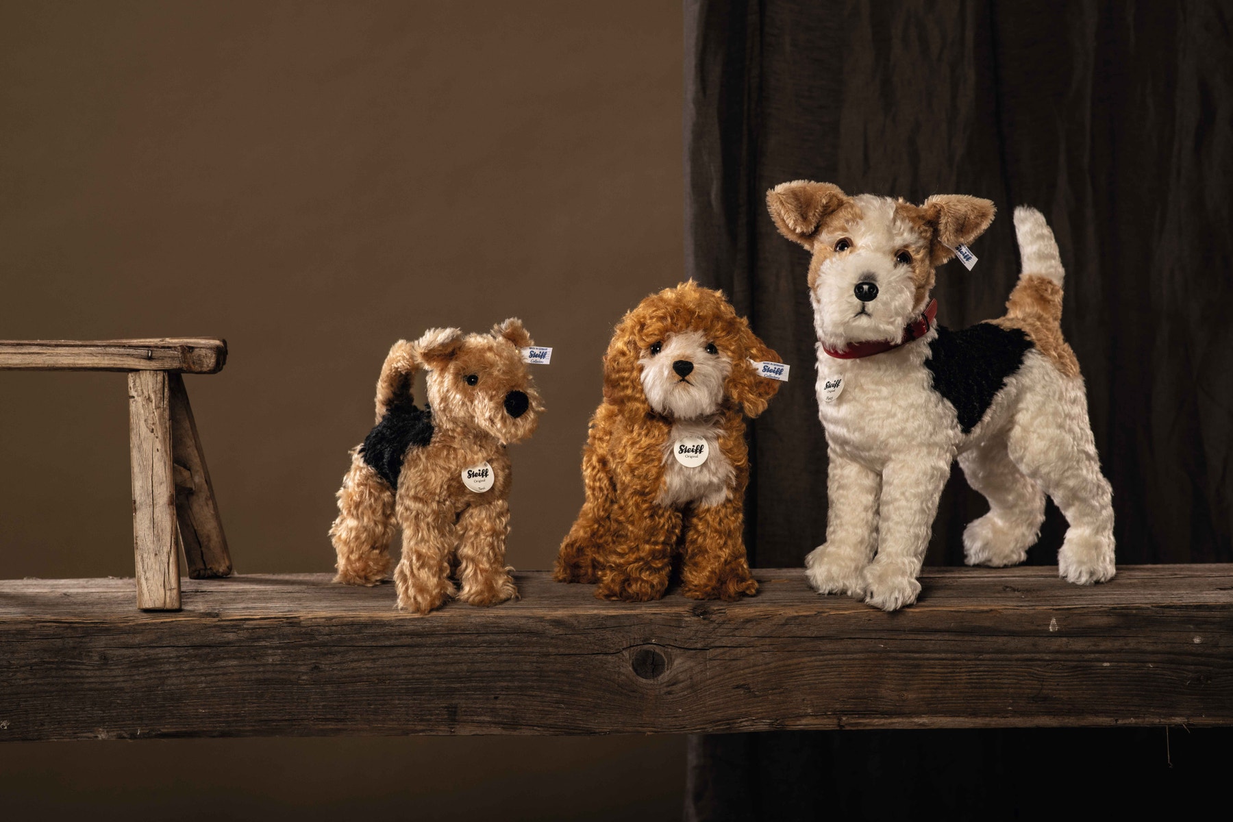 Foxy Fox Terrier