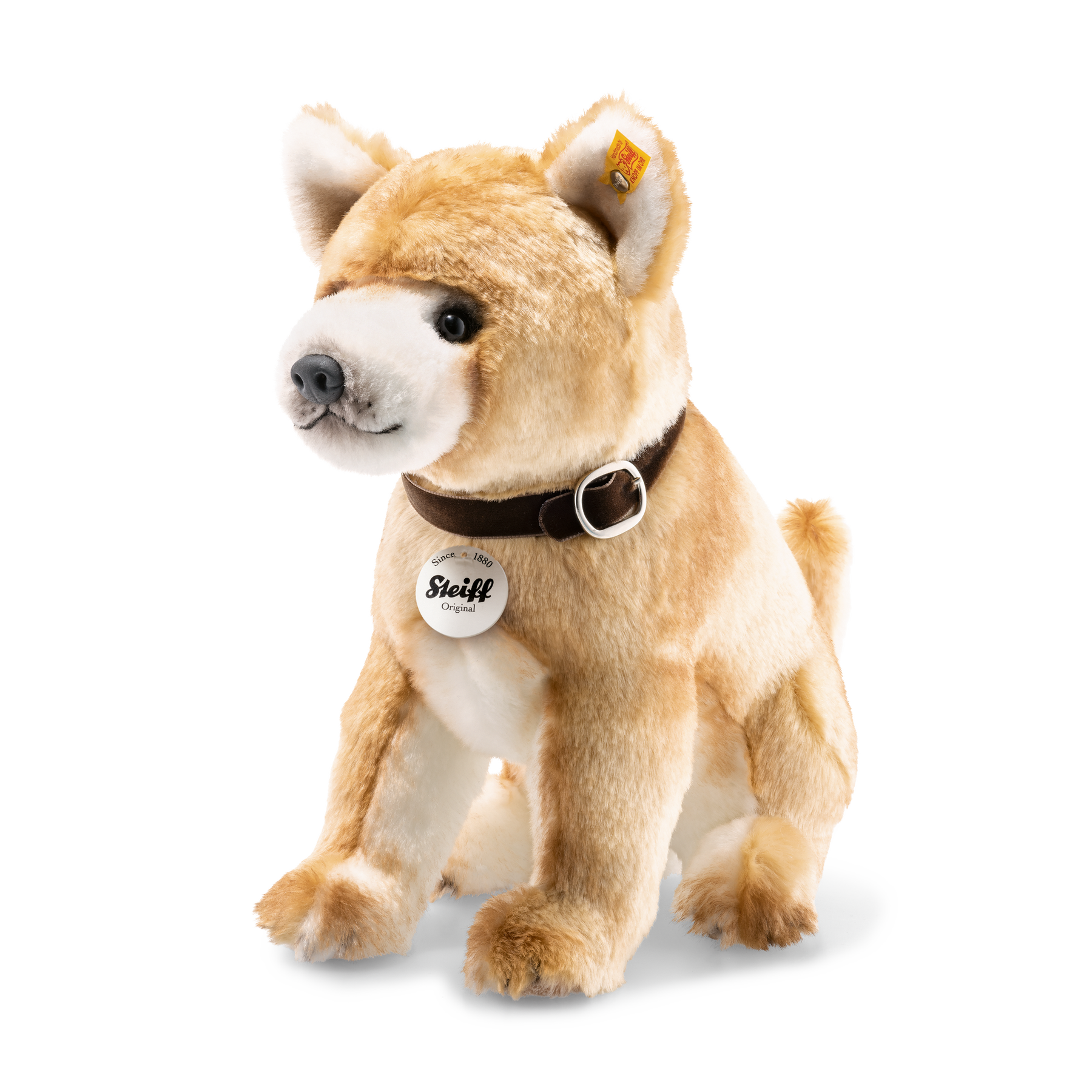 Pacco Shiba Inu