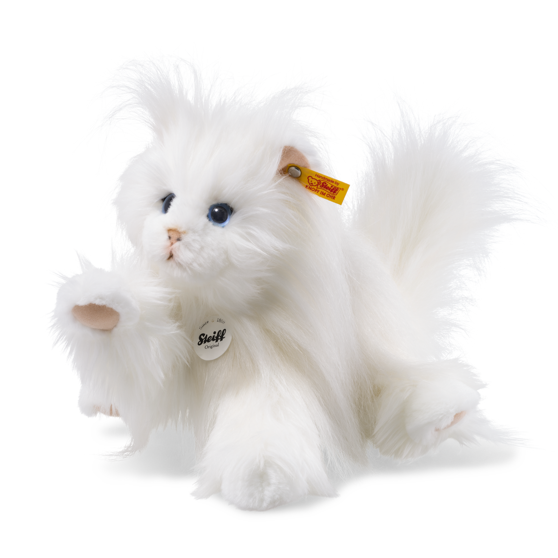 Princess Persian cat