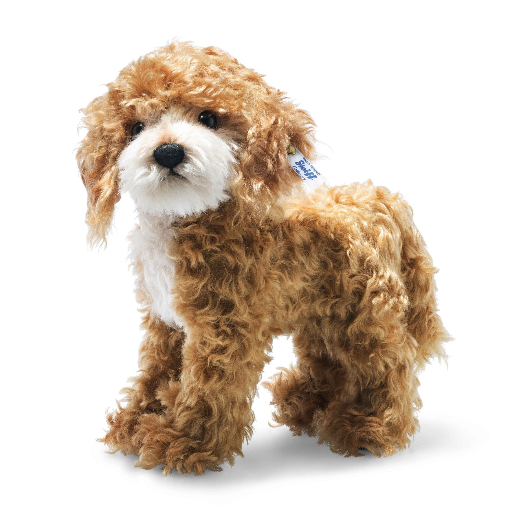 Teddy bear cockapoo for sale hotsell