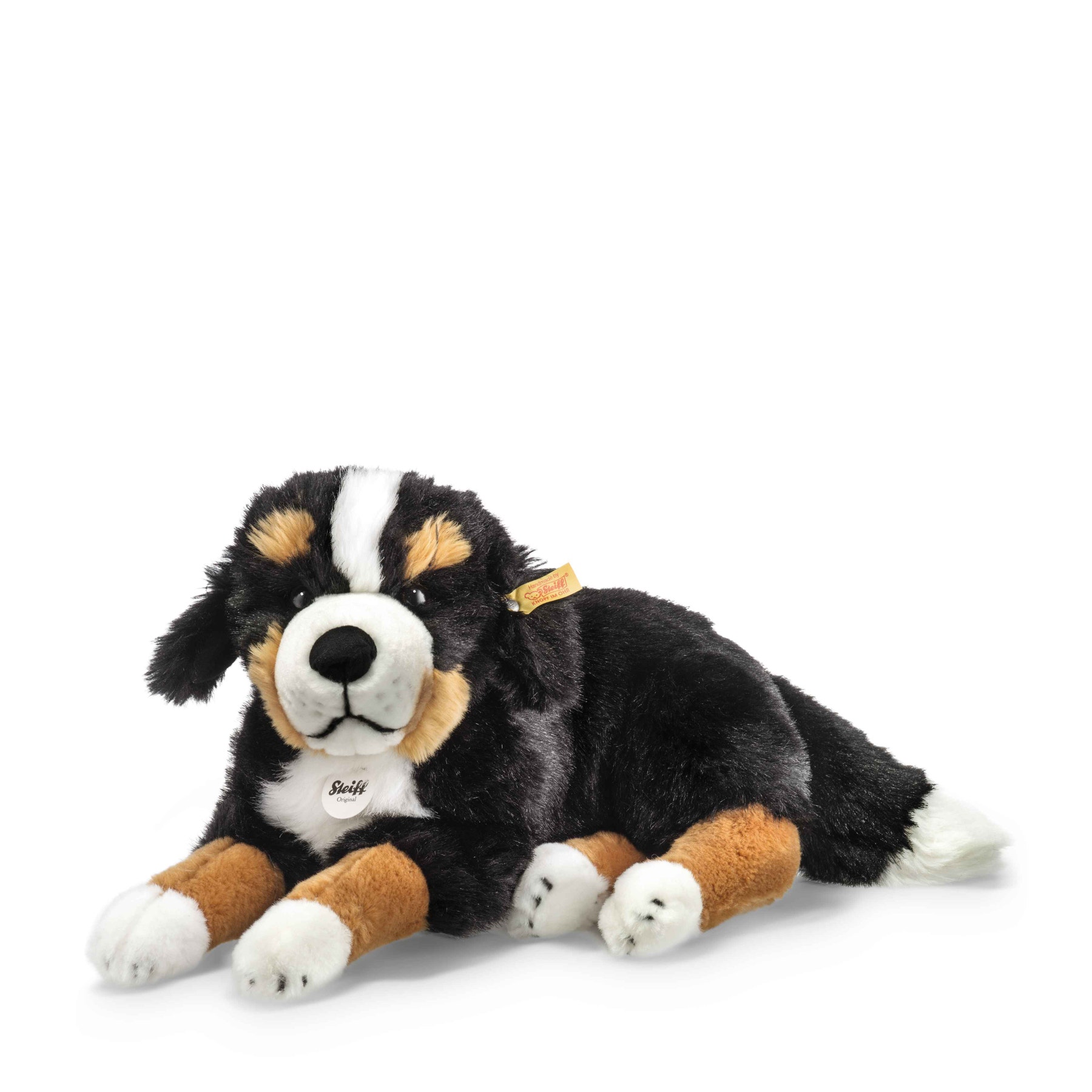 Siggi Bernese Mountain Dog