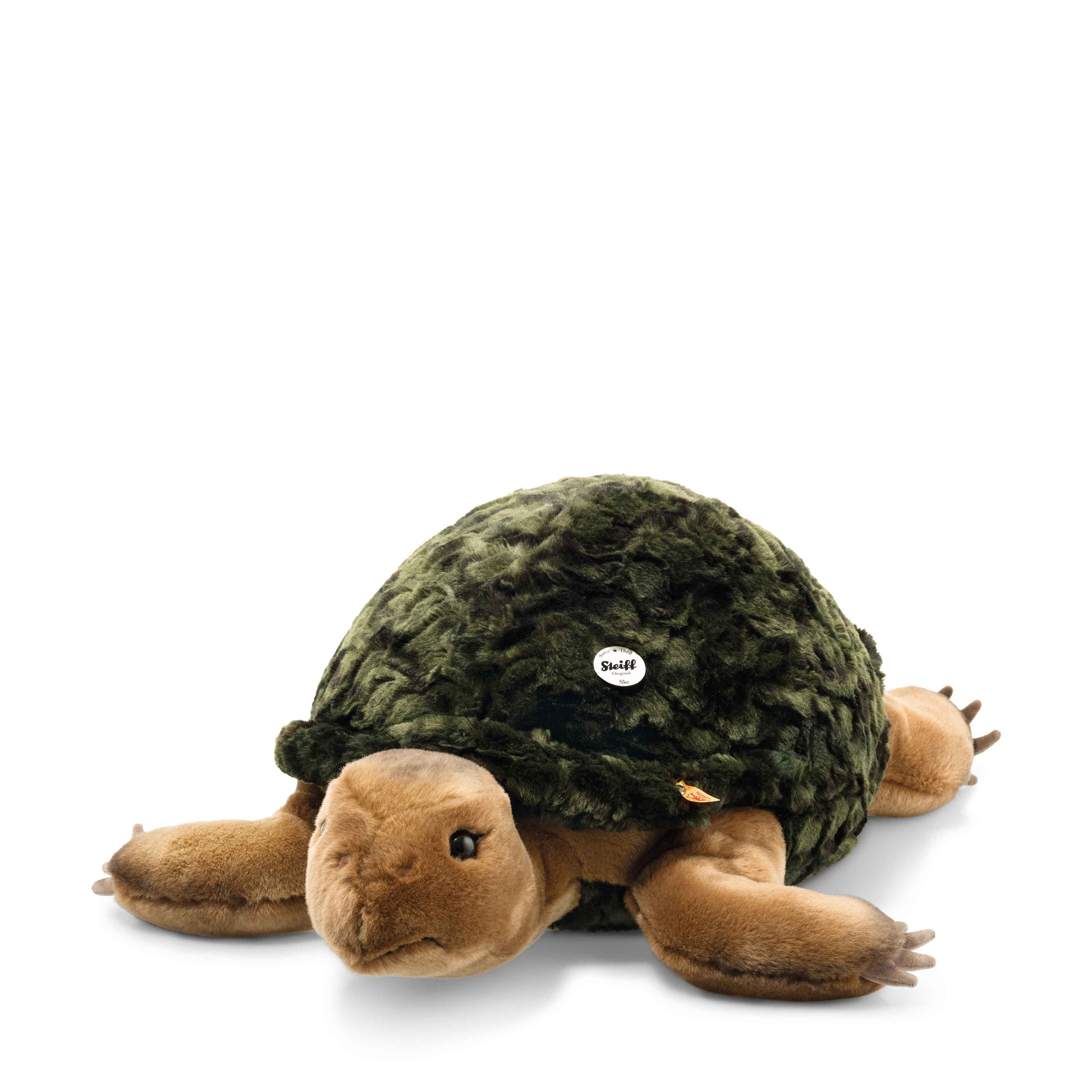 Slo tortoise